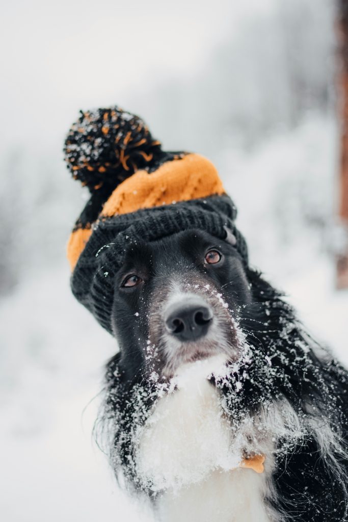 Black and white dog wearing a winter cap with snow on the hat.